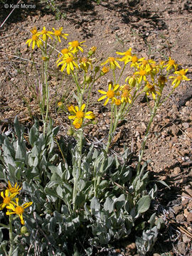 Image of woolly groundsel