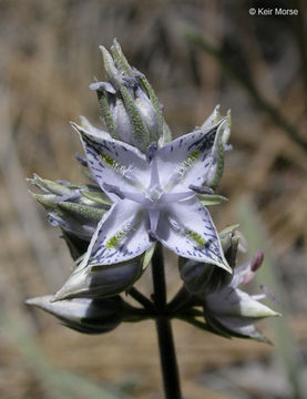 Image de Frasera albicaulis var. modocensis (St. John) N. Holmgren