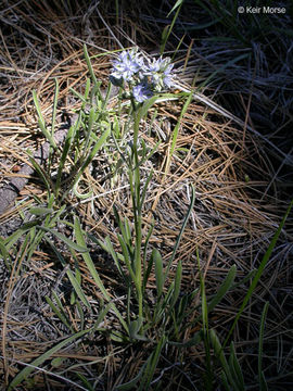 Image de Frasera albicaulis var. modocensis (St. John) N. Holmgren