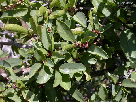 Image of red buckthorn