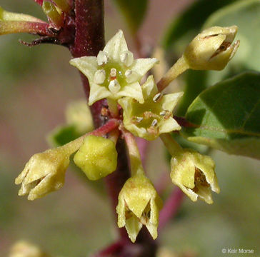 Image of red buckthorn