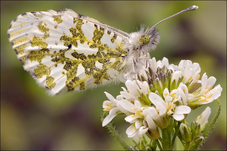 Image of hairy rockcress