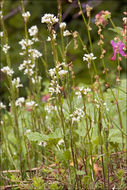 Image of hairy rockcress