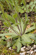 Image of hairy rockcress