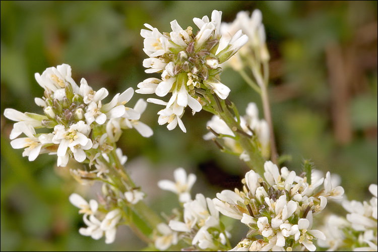 Image of hairy rockcress