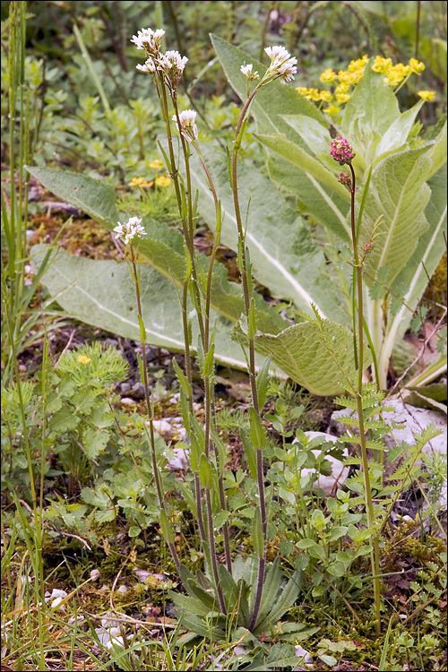 Image of hairy rockcress