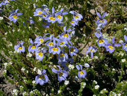 Image of Bach's calicoflower