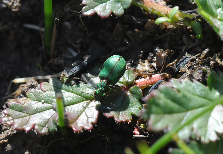 Image of Delta Green Ground Beetle