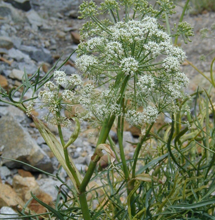 Image of Angelica lineariloba A. Gray