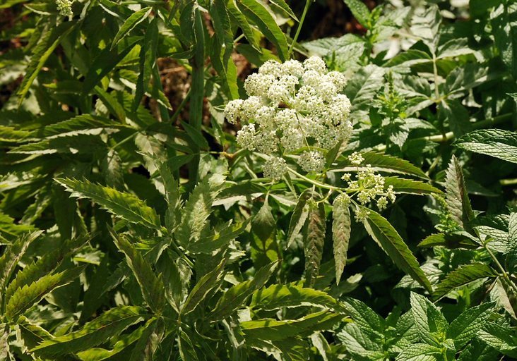 Image of western water hemlock