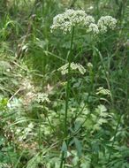 Image de Ligusticum grayi Coult. & N. E. Rose