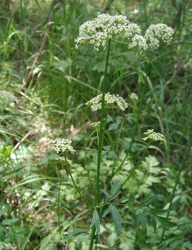 Ligusticum grayi Coult. & N. E. Rose resmi