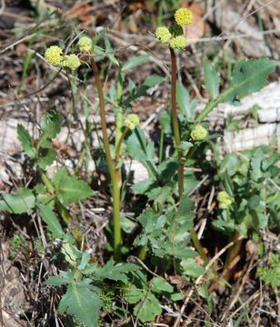 Imagem de Sanicula bipinnatifida Dougl.