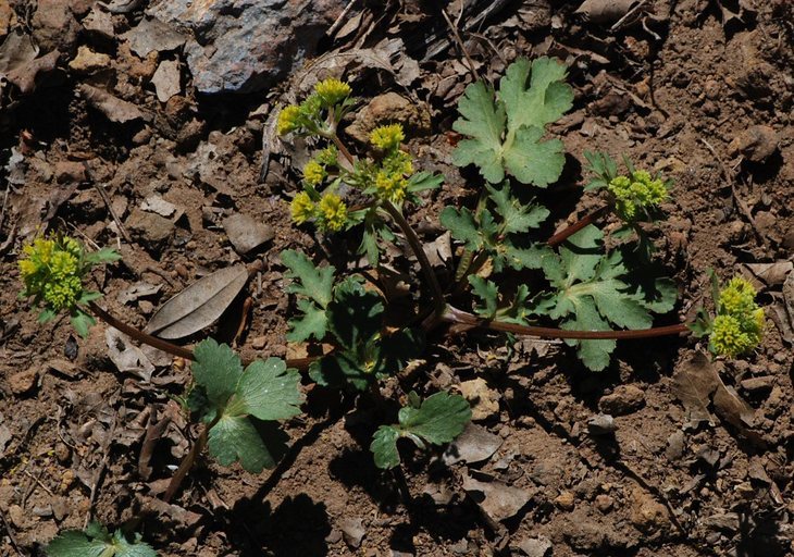 Plancia ëd Sanicula graveolens Poepp. ex DC.