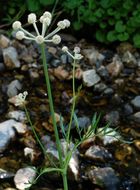 Image of <i>Sphenosciadium capitellatum</i>