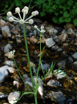 Plancia ëd <i>Sphenosciadium capitellatum</i>