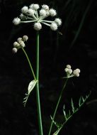 Image of <i>Sphenosciadium capitellatum</i>