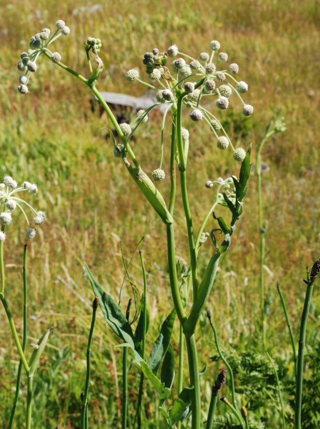 Image of <i>Sphenosciadium capitellatum</i>