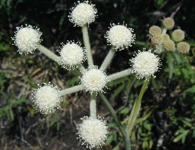 Image of <i>Sphenosciadium capitellatum</i>