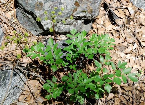 Image of Hartweg's umbrellawort