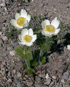 Image of <i>Anemone occidentalis</i>