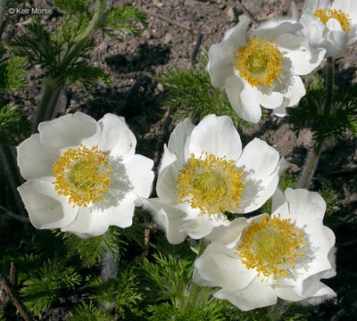 Image of <i>Anemone occidentalis</i>