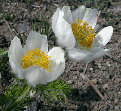 Image of <i>Anemone occidentalis</i>