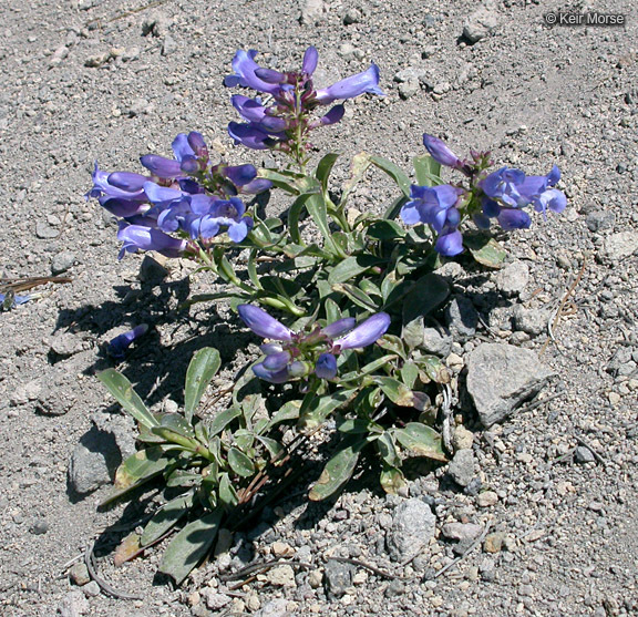 Image of royal penstemon