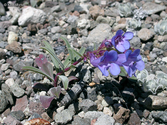 Image of royal penstemon