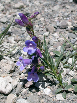 Image of royal penstemon