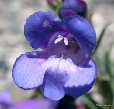 Image of royal penstemon