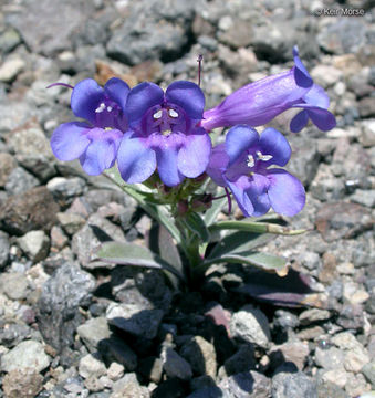 Image of royal penstemon