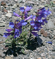 Image of royal penstemon