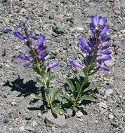 Image of royal penstemon