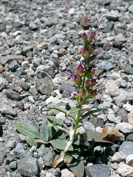 Image of royal penstemon