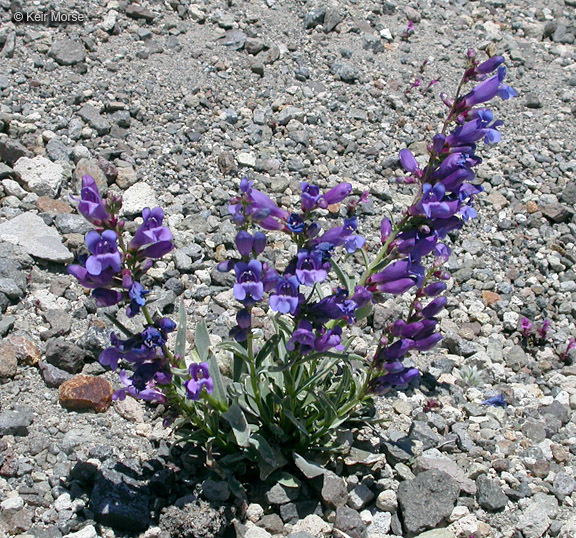 Image of royal penstemon