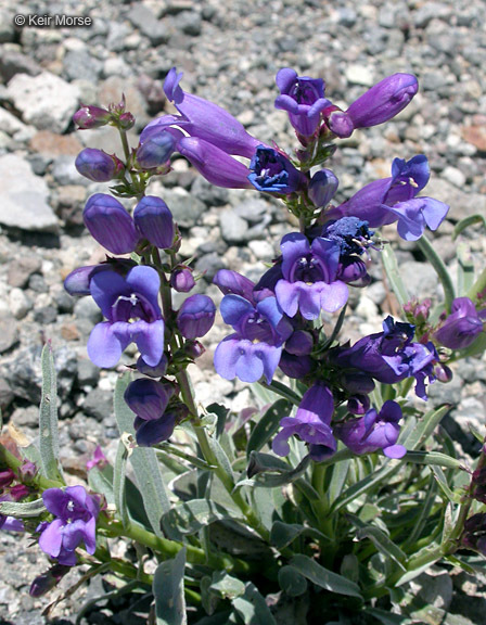 Image of royal penstemon