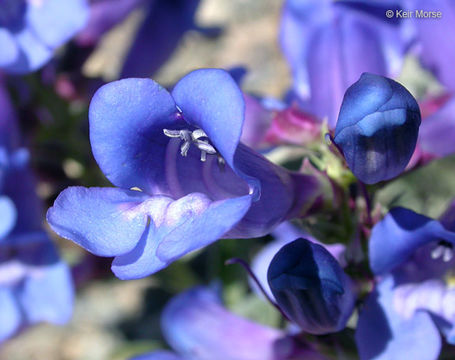 Image of royal penstemon