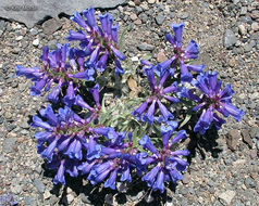 Image of royal penstemon