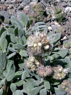 Image of compact phacelia