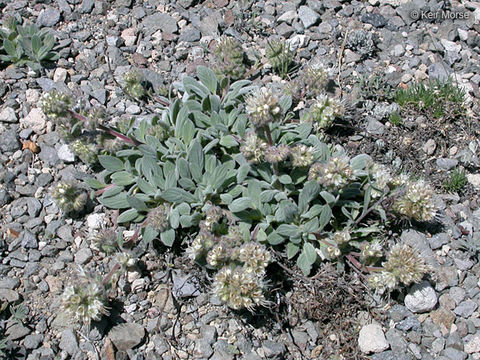 Image of compact phacelia