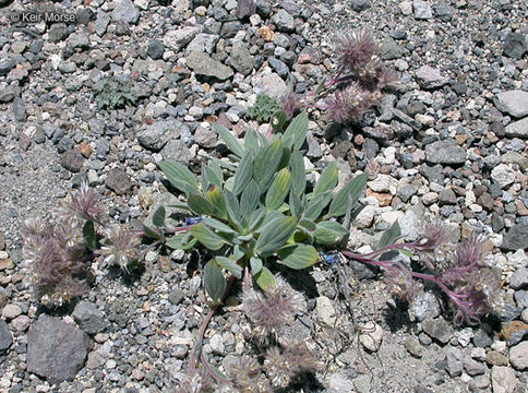 Image of compact phacelia