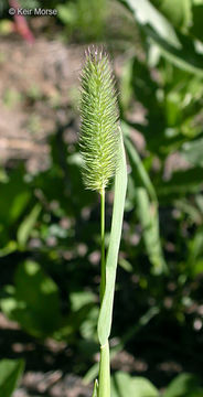 Image of alpine timothy