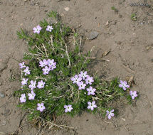 Imagem de Phlox diffusa Benth.