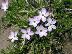 Imagem de Phlox diffusa Benth.