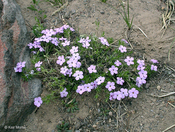 Imagem de Phlox diffusa Benth.