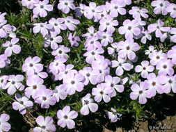 Imagem de Phlox diffusa Benth.