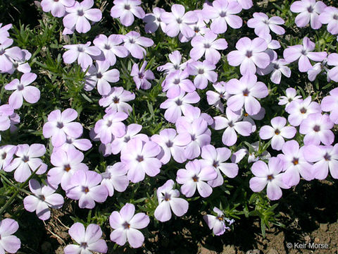 Слика од Phlox diffusa Benth.