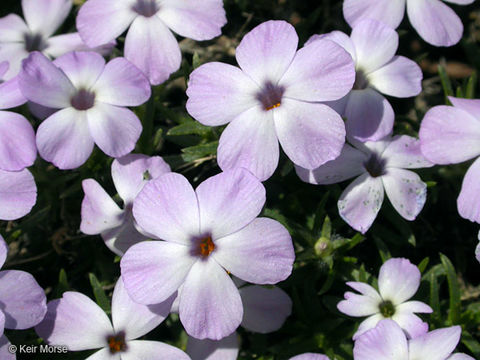 Слика од Phlox diffusa Benth.