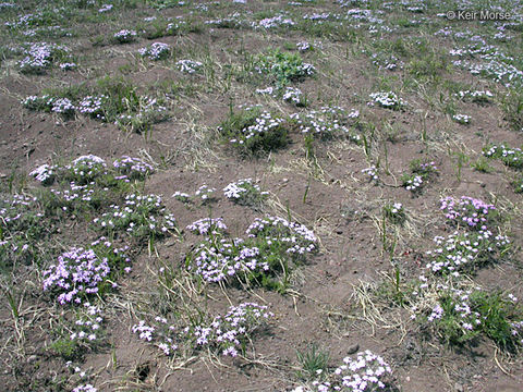 Imagem de Phlox diffusa Benth.